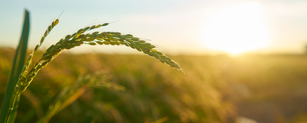 Agricultura familiar ganha novo espaço nas escolas