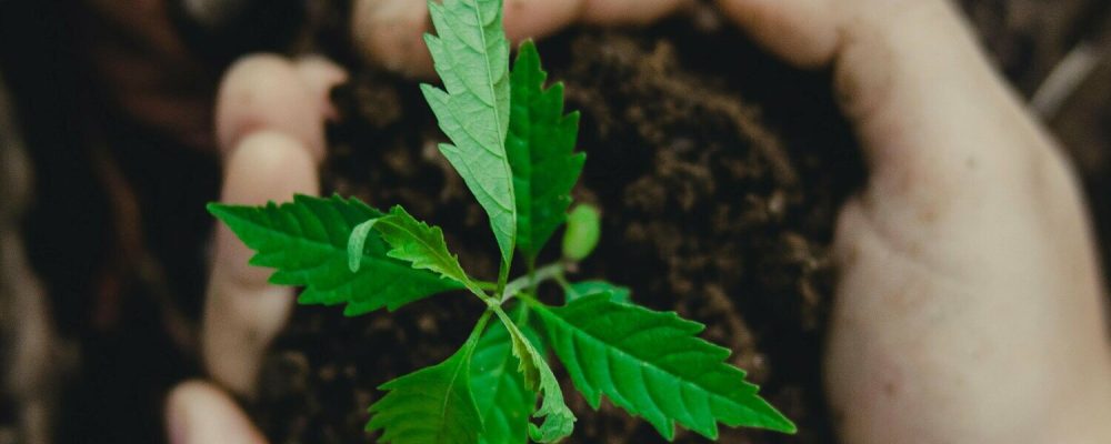 ESG: 76% das empresas brasileiras adotam práticas sustentáveis